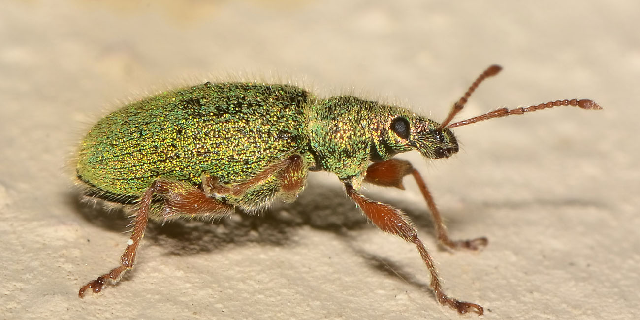 Curculionidae:  Phyllobius argentatus?  No, Phyllobius etruscus